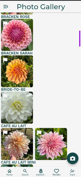 Dahlia Wizard Search Page